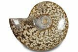 Polished Ammonite (Cleoniceras) Fossil - Madagascar #283325-1